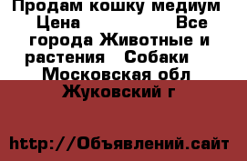 Продам кошку медиум › Цена ­ 6 000 000 - Все города Животные и растения » Собаки   . Московская обл.,Жуковский г.